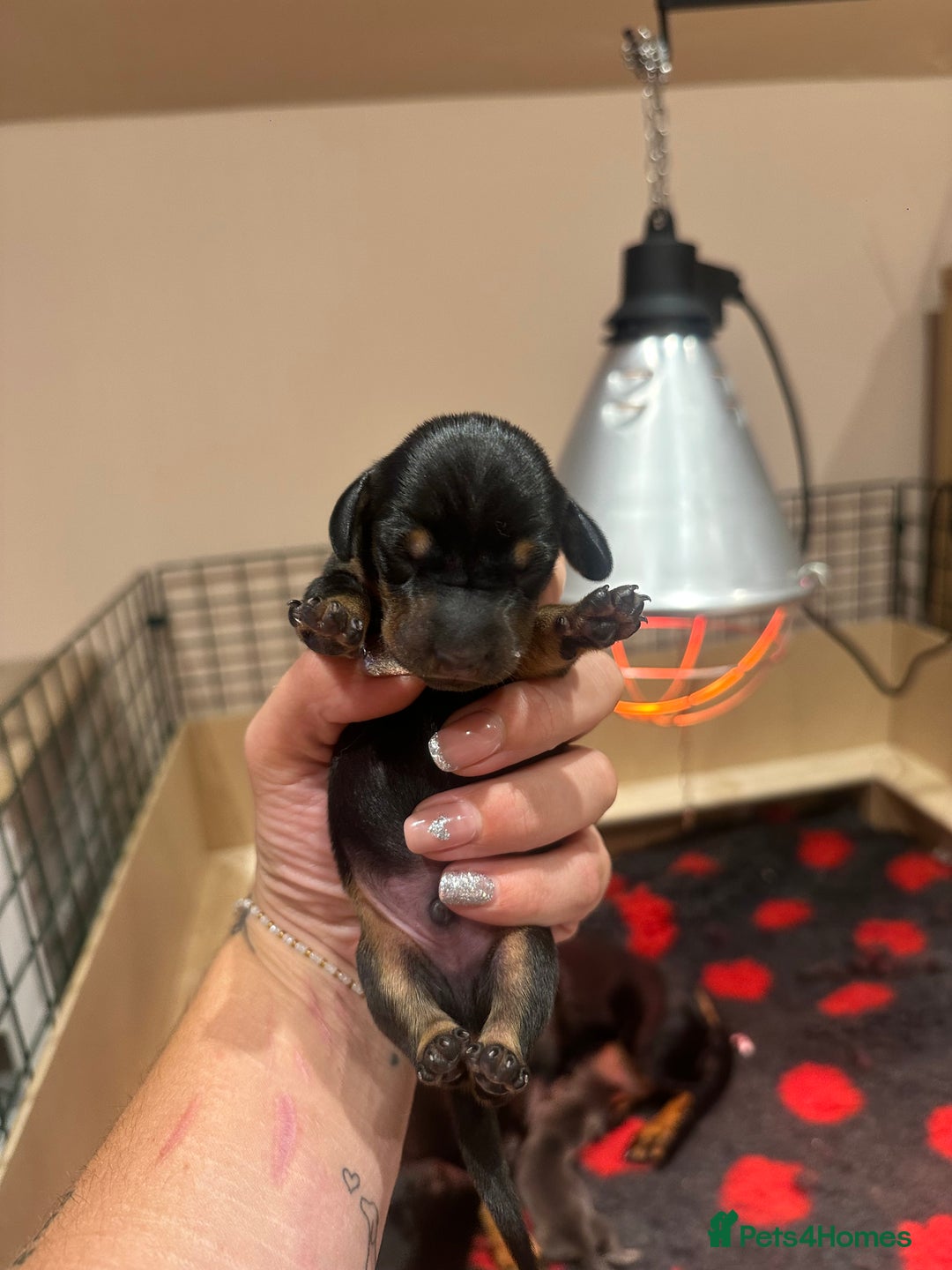 Miniature Dachshund dogs for sale: Miniature Dachshund puppies  - Image 5