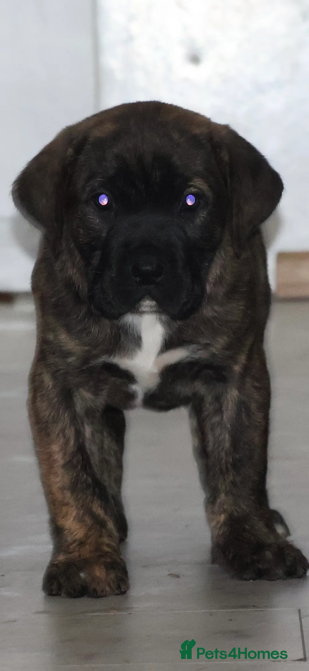 Presa Canario dogs for sale: Presa Canario puppies - Advert 6
