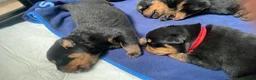 Rottweiler dogs for sale: Outstanding litter of True Type Rottweilers  - Advert 5