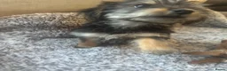 Yorkshire Terrier dogs for sale: Yorkshire terrier puppies for sale  - Advert 8