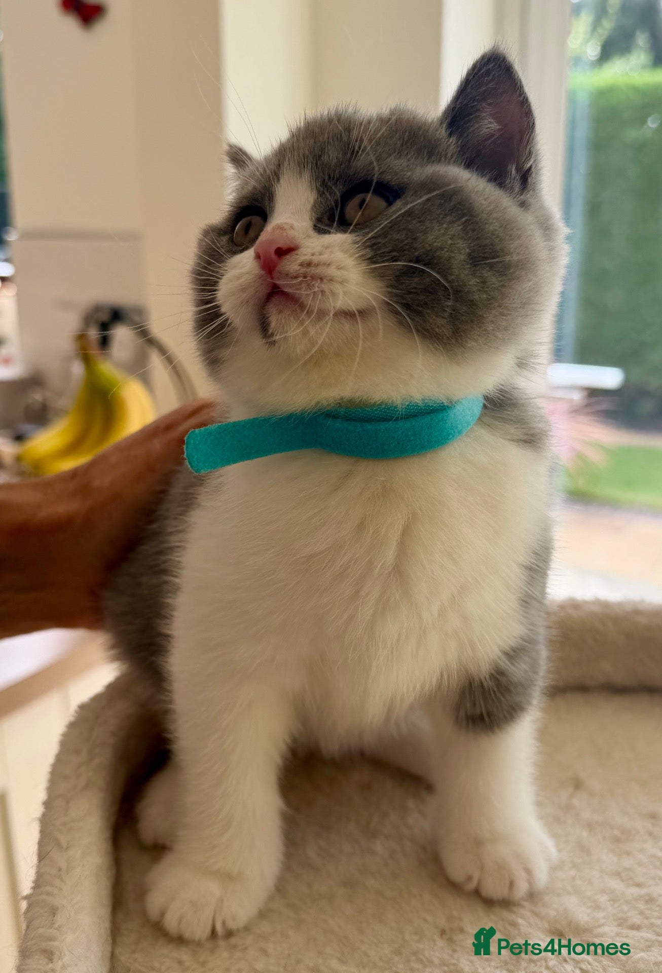 British Shorthair cats Bi Colour British Shorthair Kittens, Exc Pedigree  - Advert 5