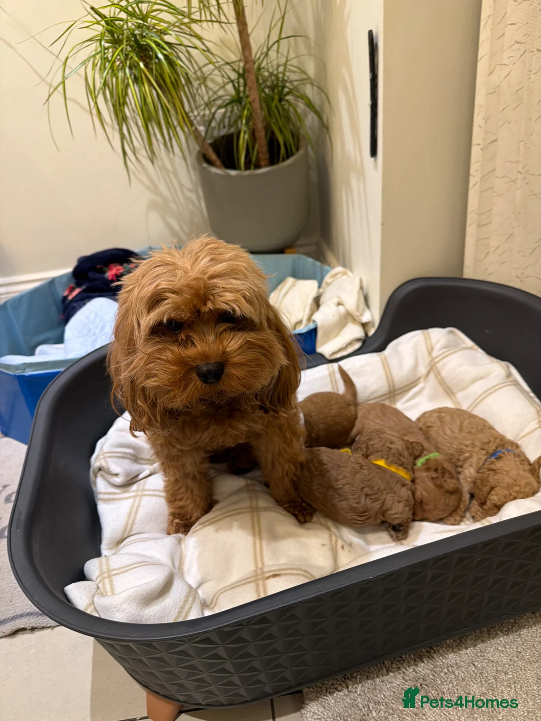 Cavapoo dogs for sale: Beautiful Cavapoo puppies for sale  - Advert 10