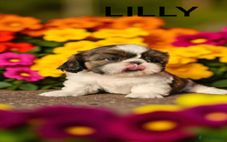 Shih Tzu dogs for sale: 💕🐶💕 STUNNING SHIH TZU 💕🐶💕 - Image 14