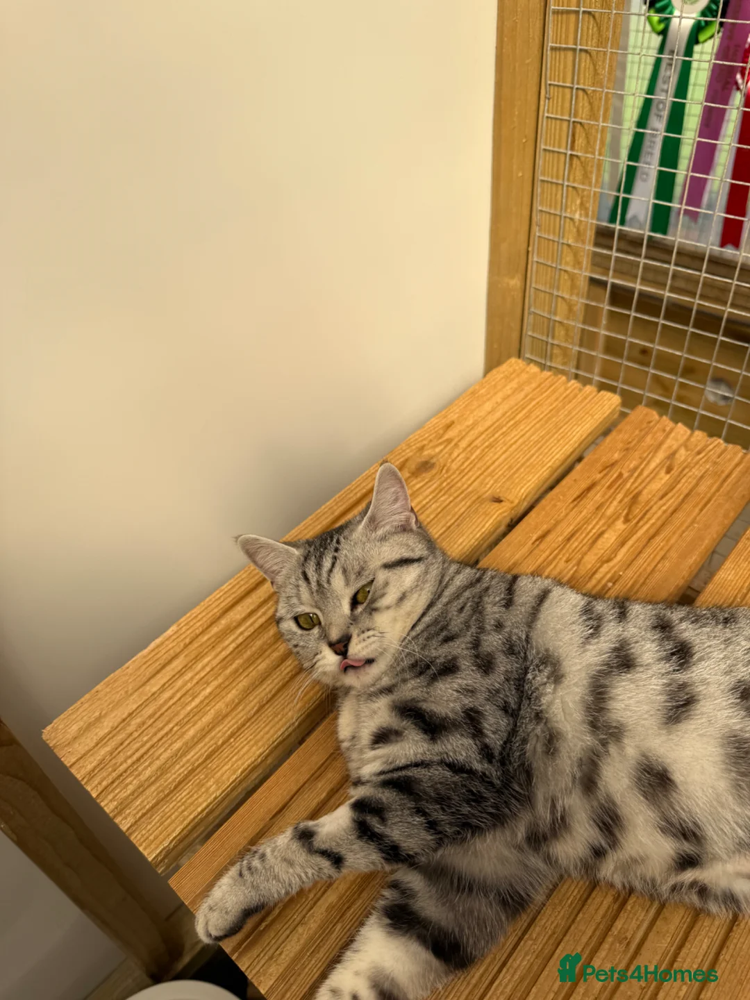 British Shorthair cats for sale: British shorthair  - Advert 5