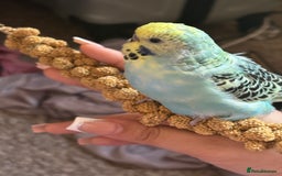 Budgerigars birds for sale: Baby budgies + everything you need - Image 3