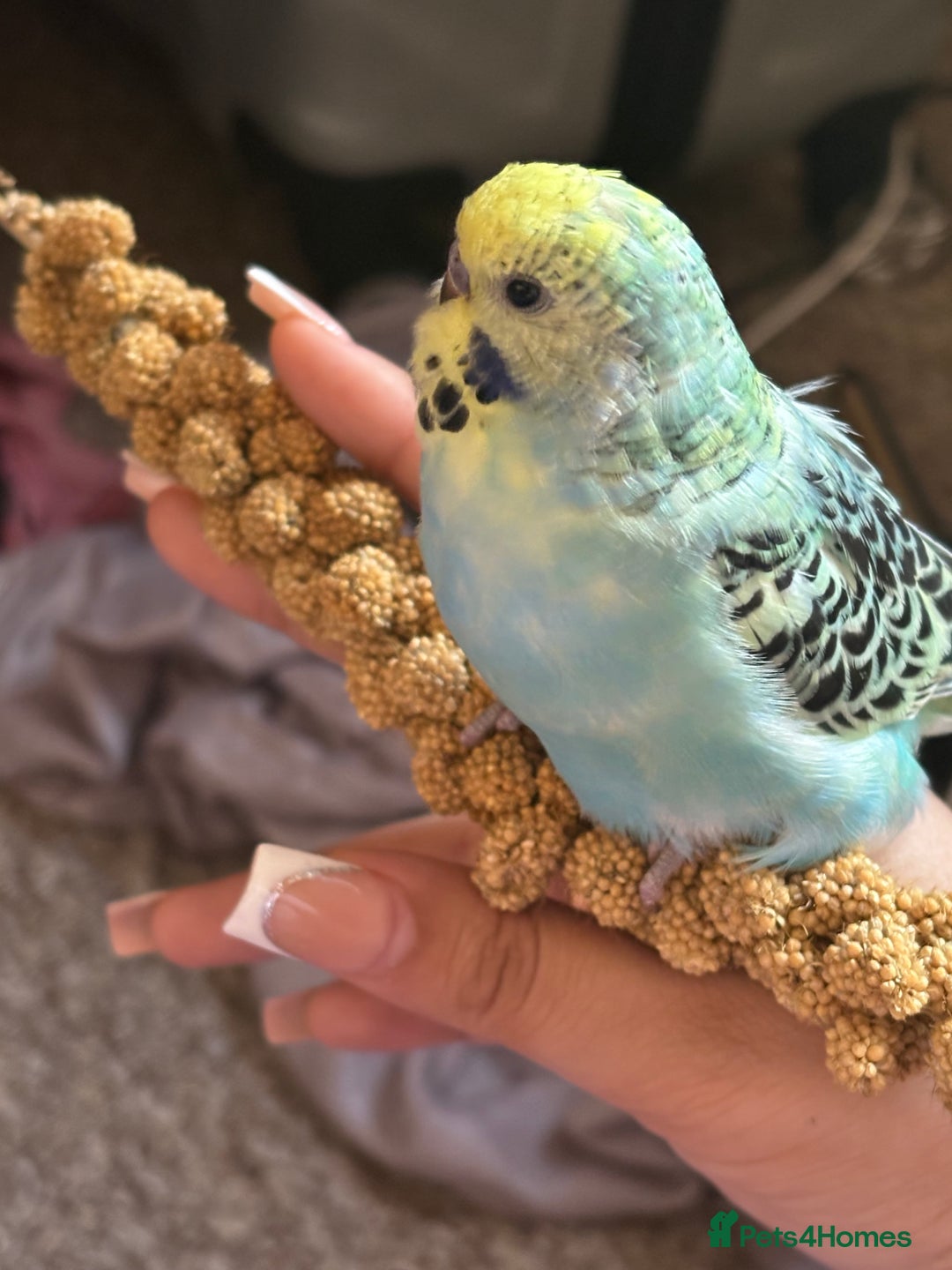 Budgerigars birds for sale: Baby budgies + everything you need - Image 3