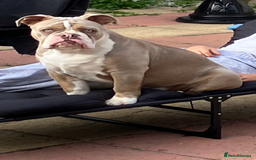 Olde English Bulldogge dogs for sale: Dave - 8.5 Month Old Friendly dog needs new home - Image 9