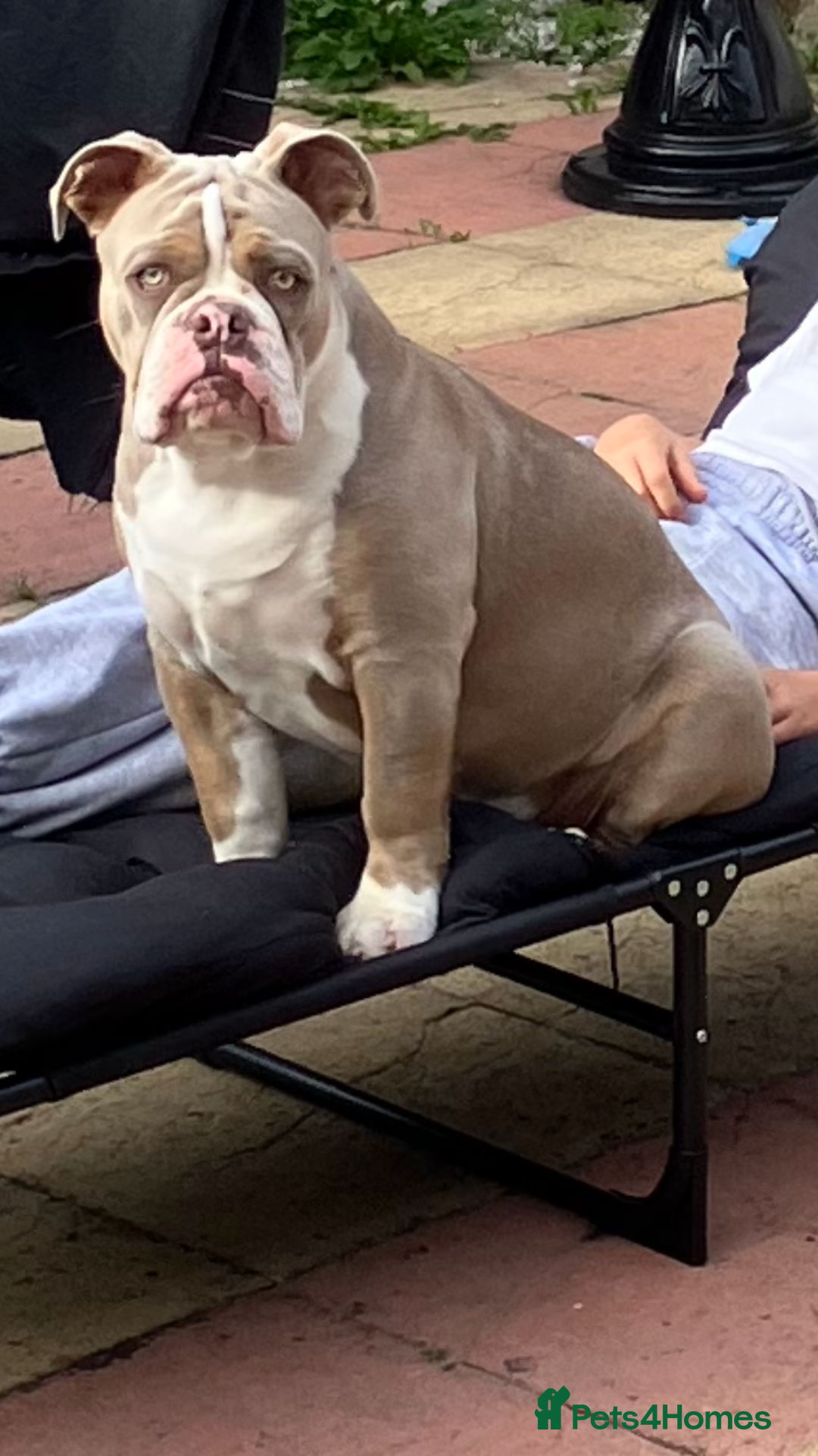 Olde English Bulldogge dogs for sale: Dave - 8.5 Month Old Friendly dog needs new home - Image 9