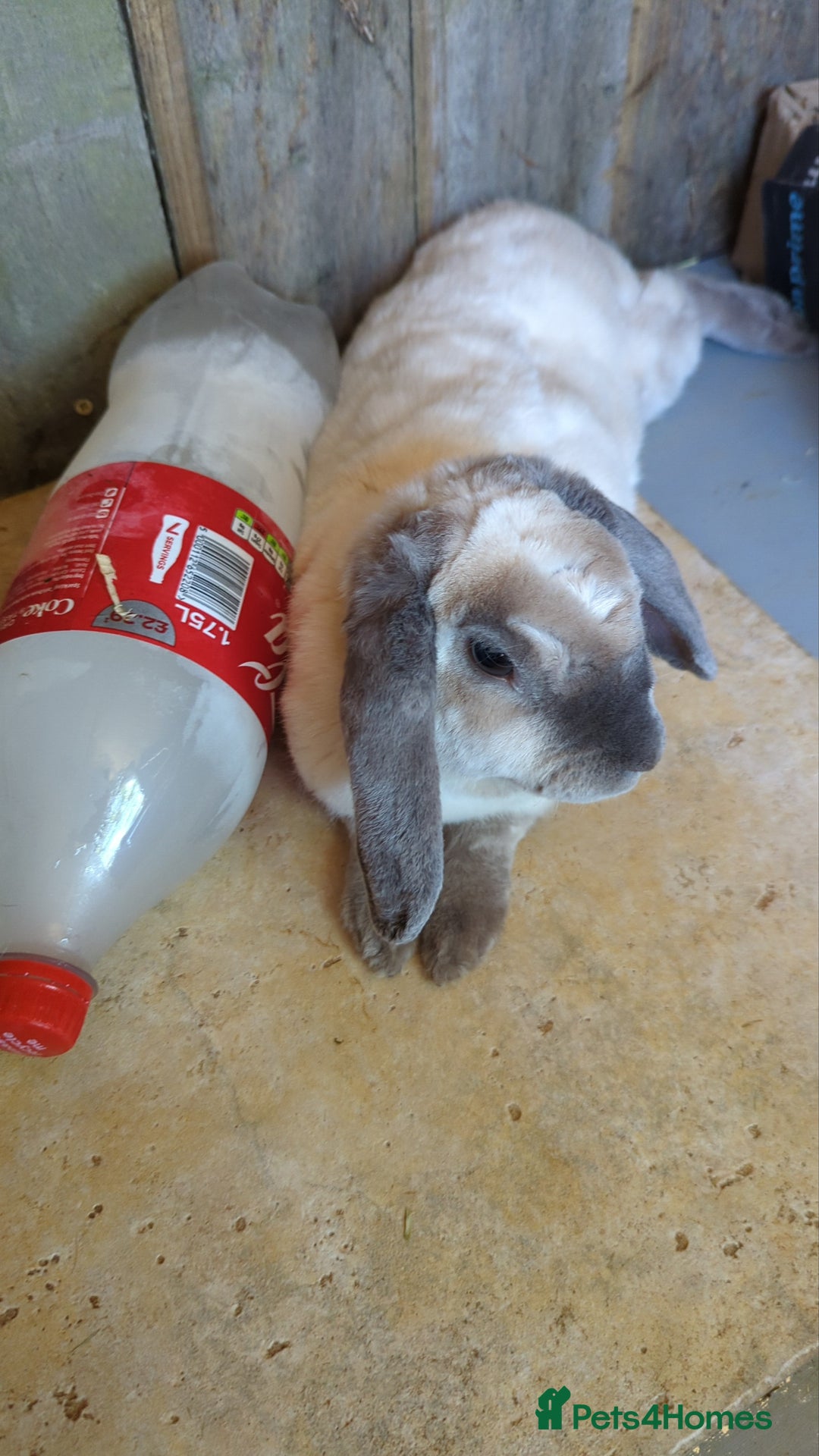 Mini Lop rabbits for sale: 2 x Female mini Lop rabbits MUST GO TOGETHER  - Image 3
