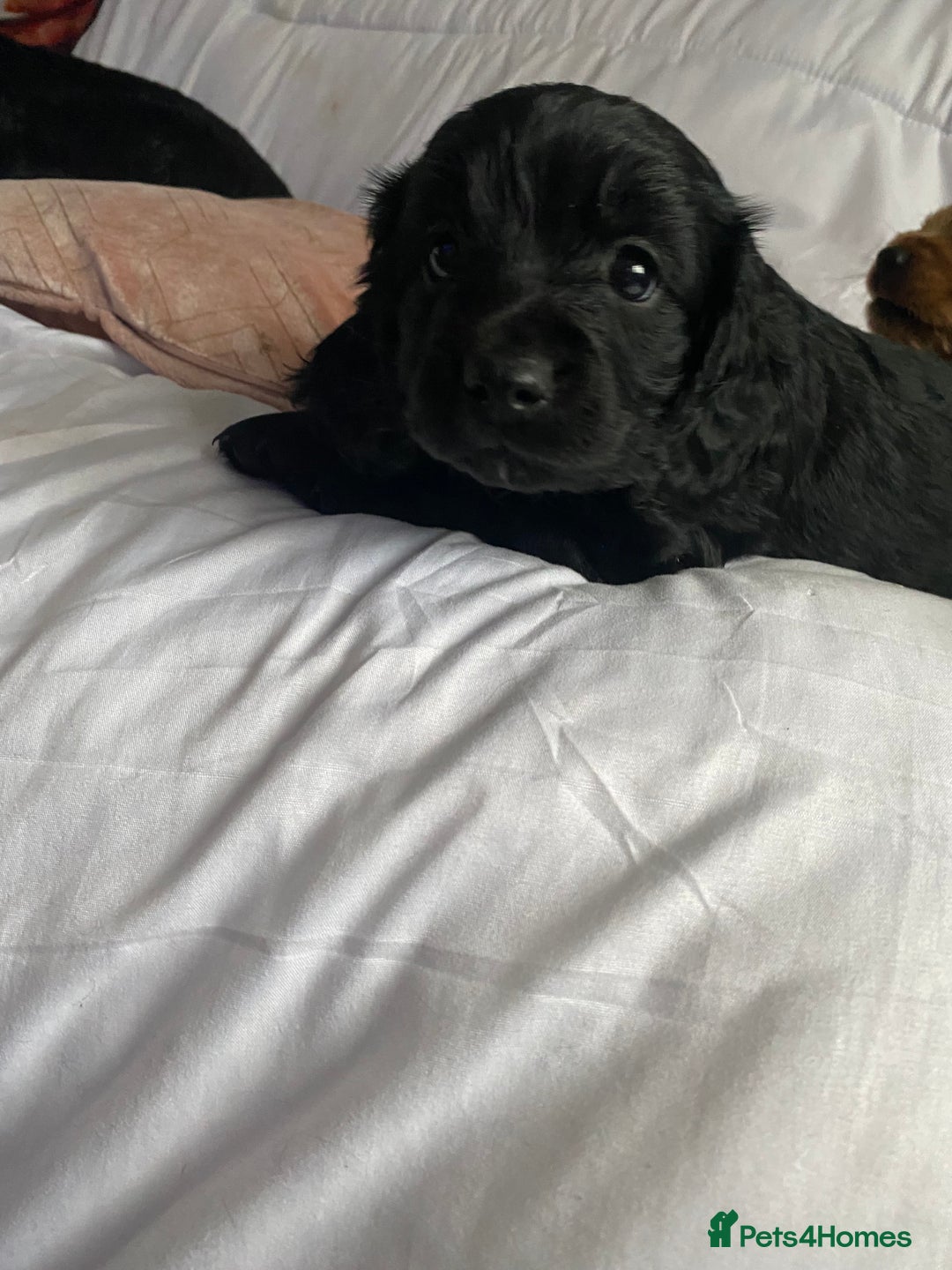 Cavapoo dogs for sale: Stunning cavapoo pups  - Advert 19