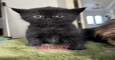 Himalayan cats - Advert 3