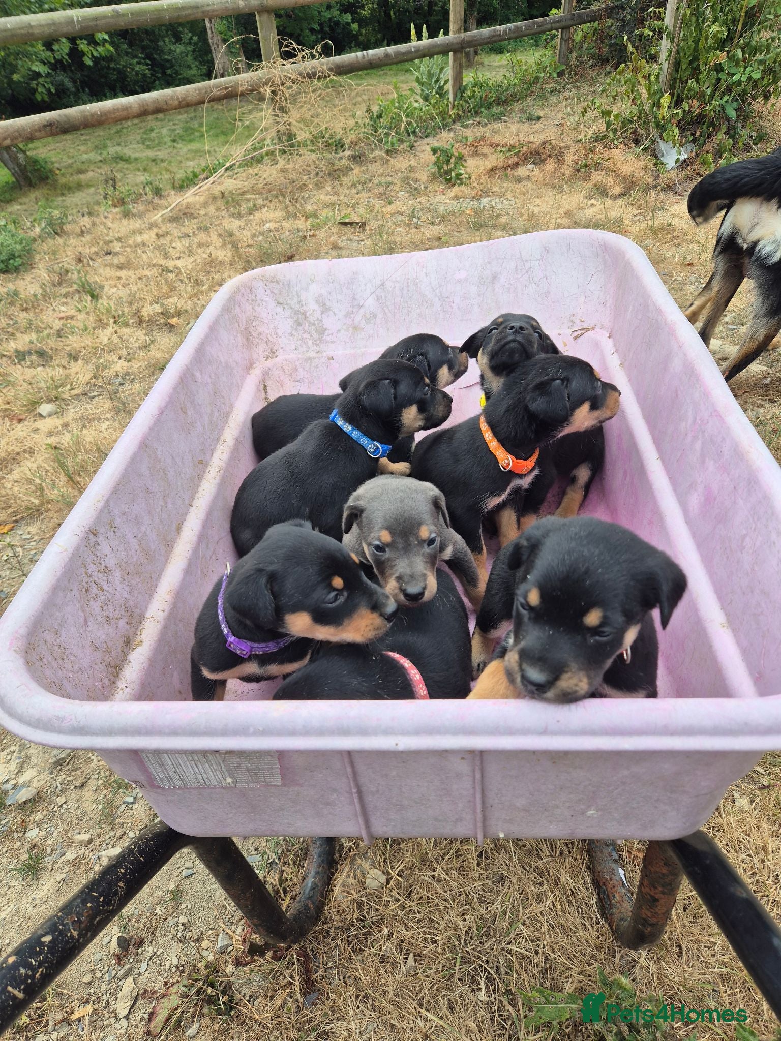 Mixed Breed dogs 8 Huntaway x puppies for sale - Advert 4