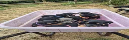 Mixed Breed dogs for sale: 8 Huntaway x puppies for sale - Advert 1