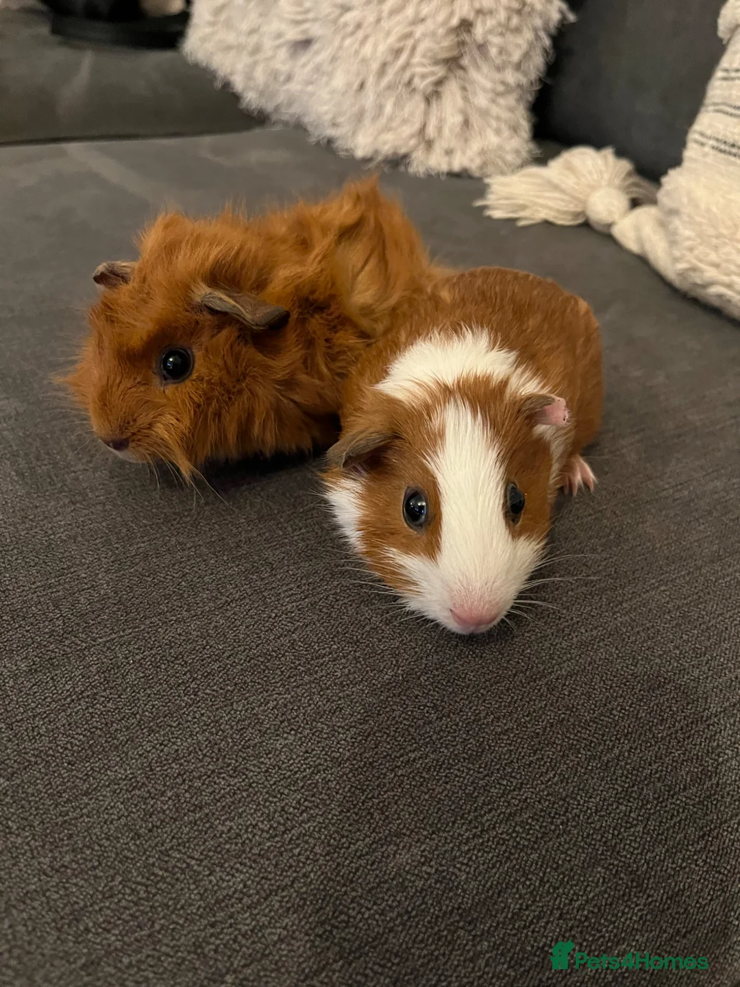 Guinea Pig rodents for sale: Male guinea pig brothers  - Advert 3