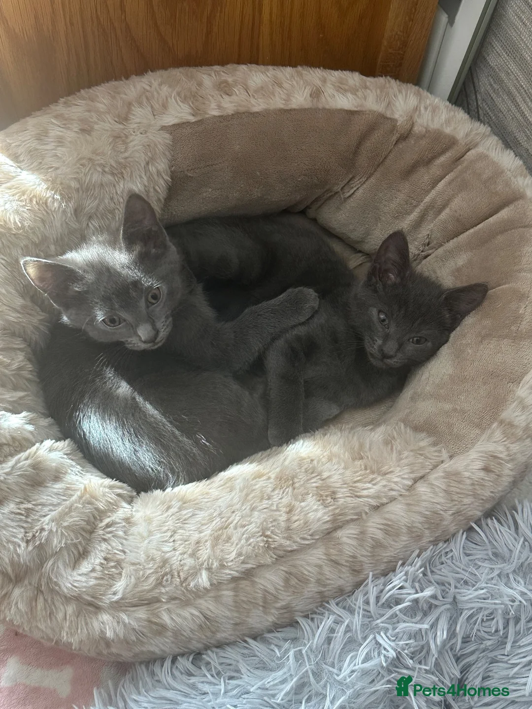 Russian Blue cats for sale: 2 Russian Blue Kittens for sale 🐈‍⬛ 🐾 in Leicester - Advert 1