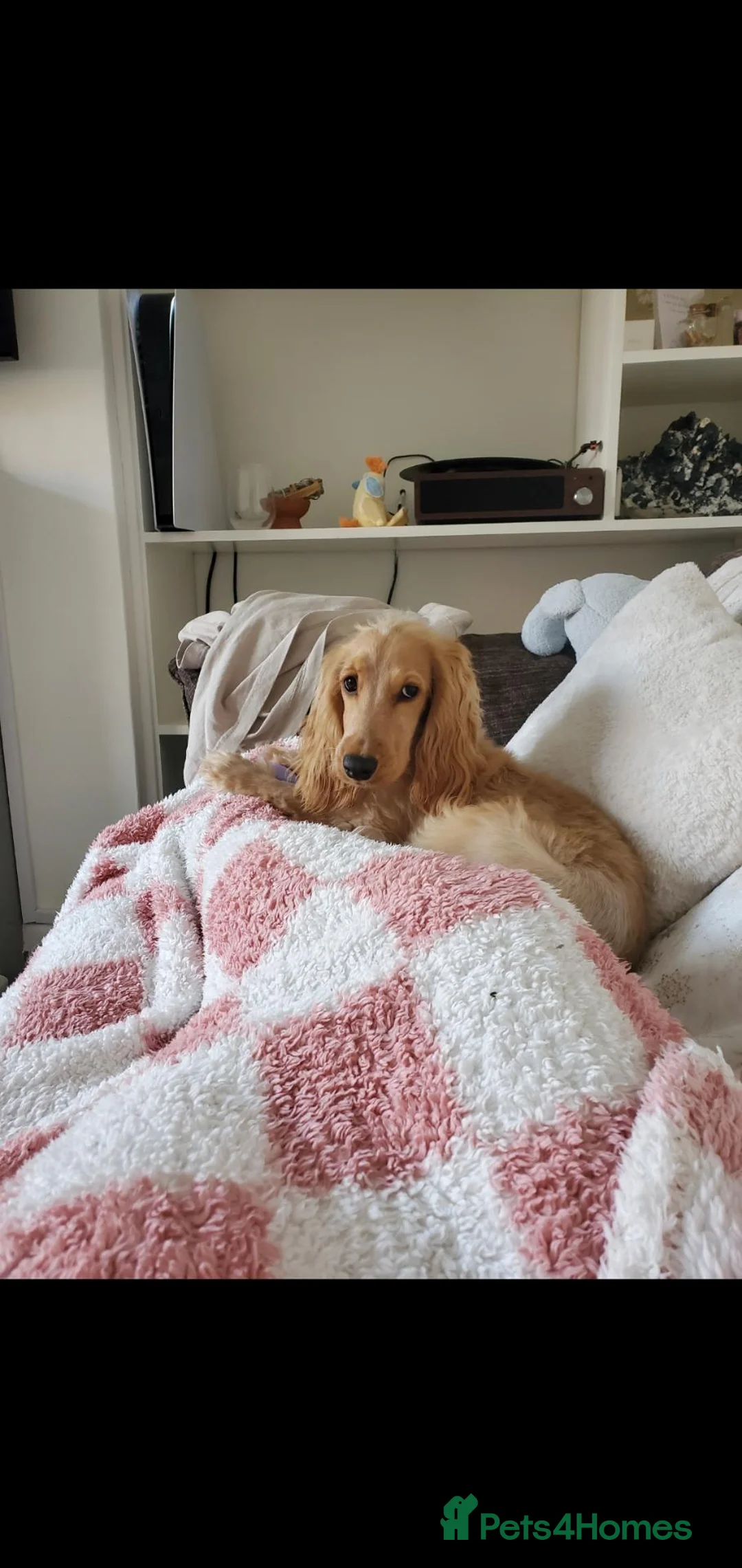 Cocker Spaniel dogs for sale: Very loving 7 month female cockerspaniel  - Advert 5