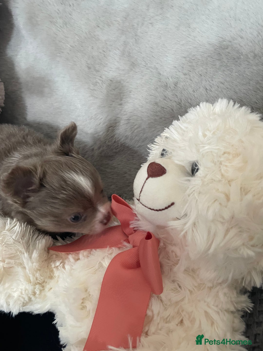 Chihuahua dogs for sale: Fluffy Chihuahua boys - Image 4