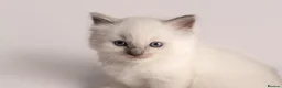 Ragdoll cats for sale: Beautiful Pedigree Ragdoll Kittens  - Advert 8