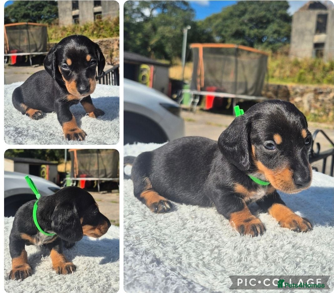 Miniature Dachshund dogs *LAST BOY* PRA CLEAR MINIATURE DACHSHUNDS - Advert 18