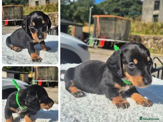Miniature Dachshund dogs *LAST BOY* PRA CLEAR MINIATURE DACHSHUNDS - Advert 18