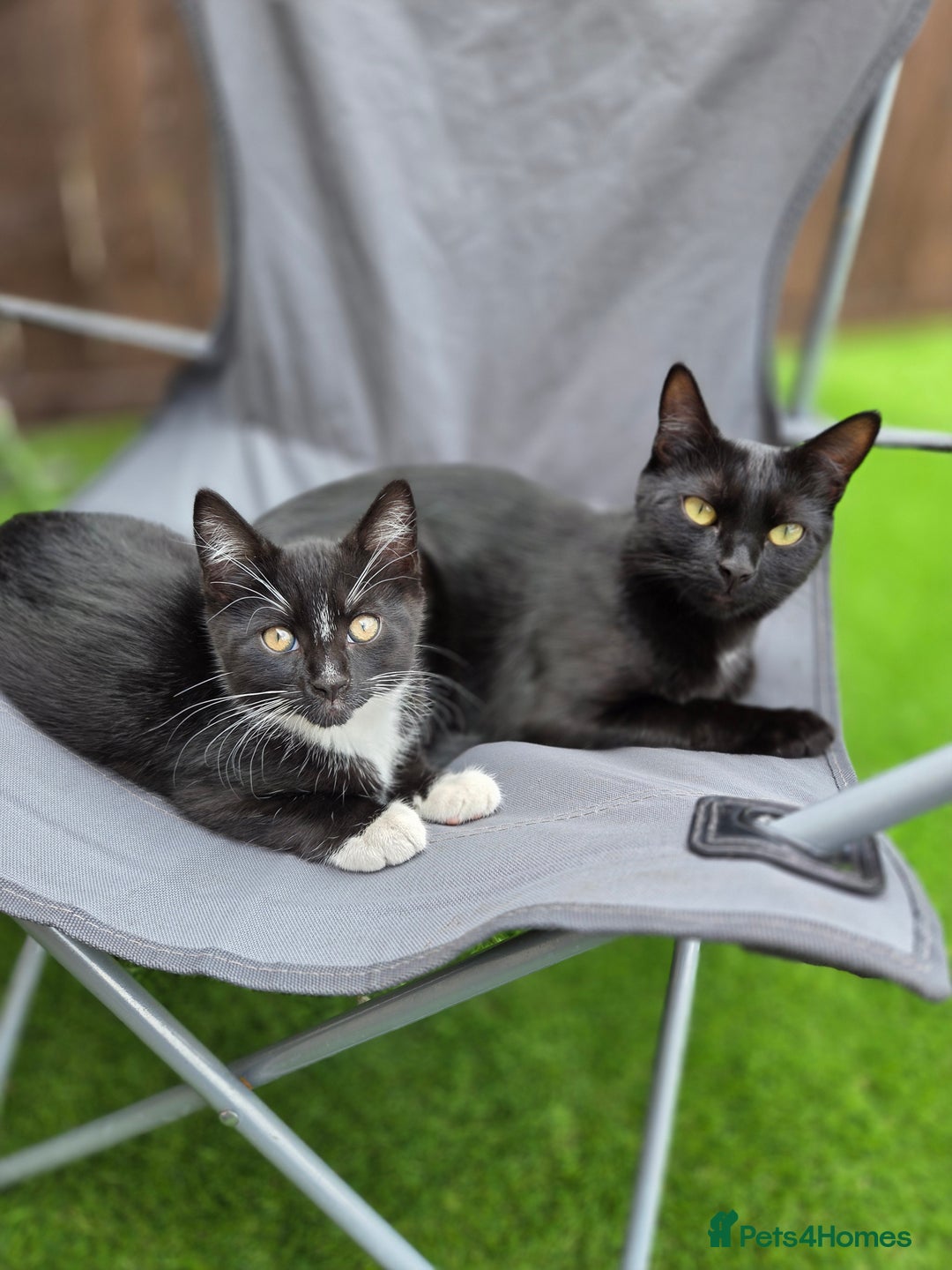 Mixed Breed cats for sale: Mr Shy  - Image 5