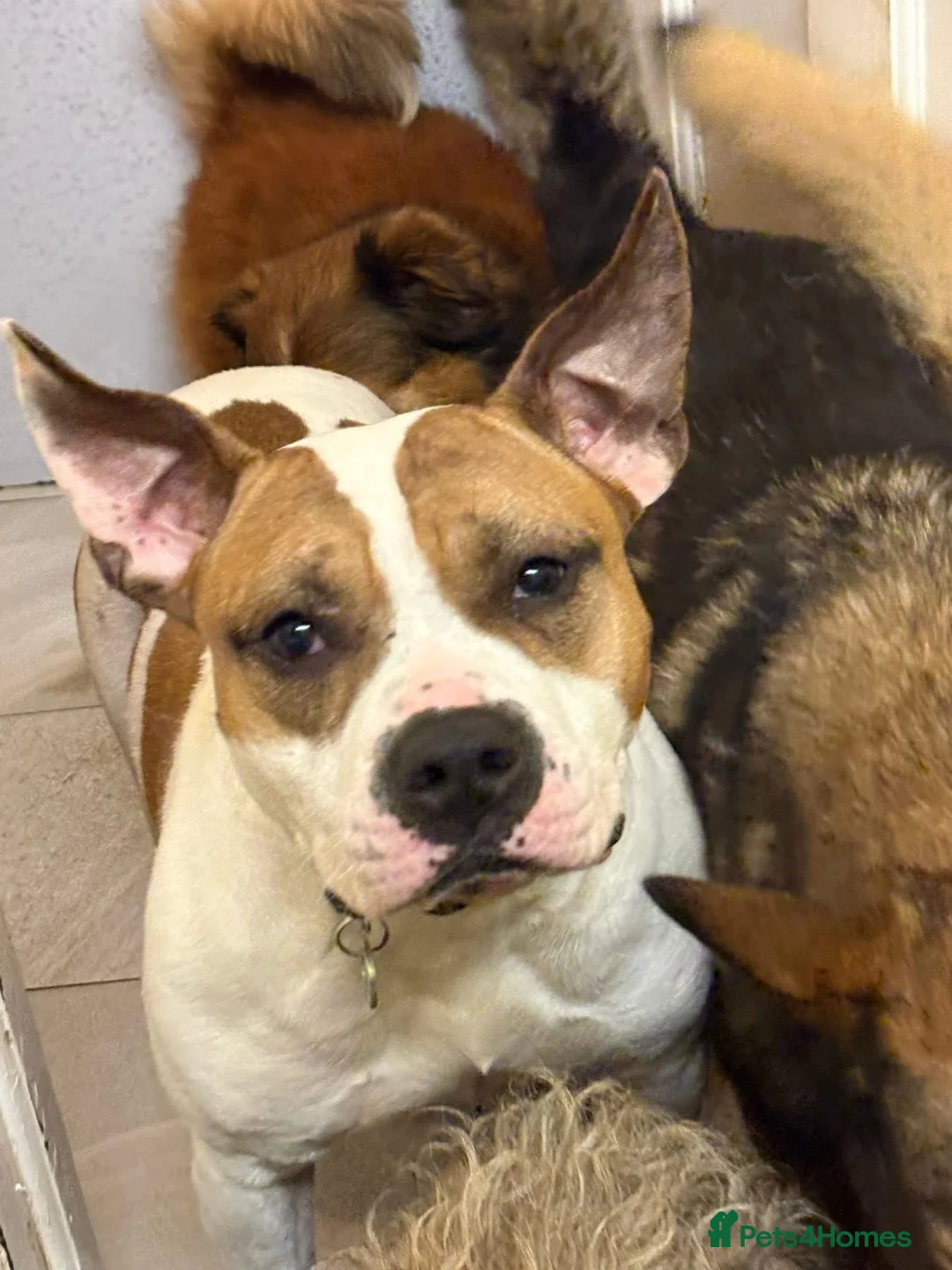 Staffordshire Bull Terrier dogs for adoption: Leia - Norwich Norfolk  - Advert 7