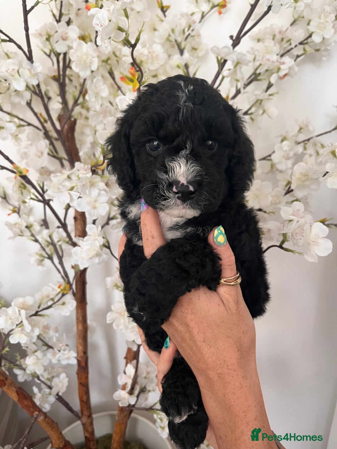 Sproodle dogs for sale: Sproodle puppies  - Image 20