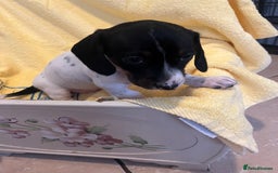 Dachshund dogs for sale: Beautiful dachshunds puppies  - Image 5