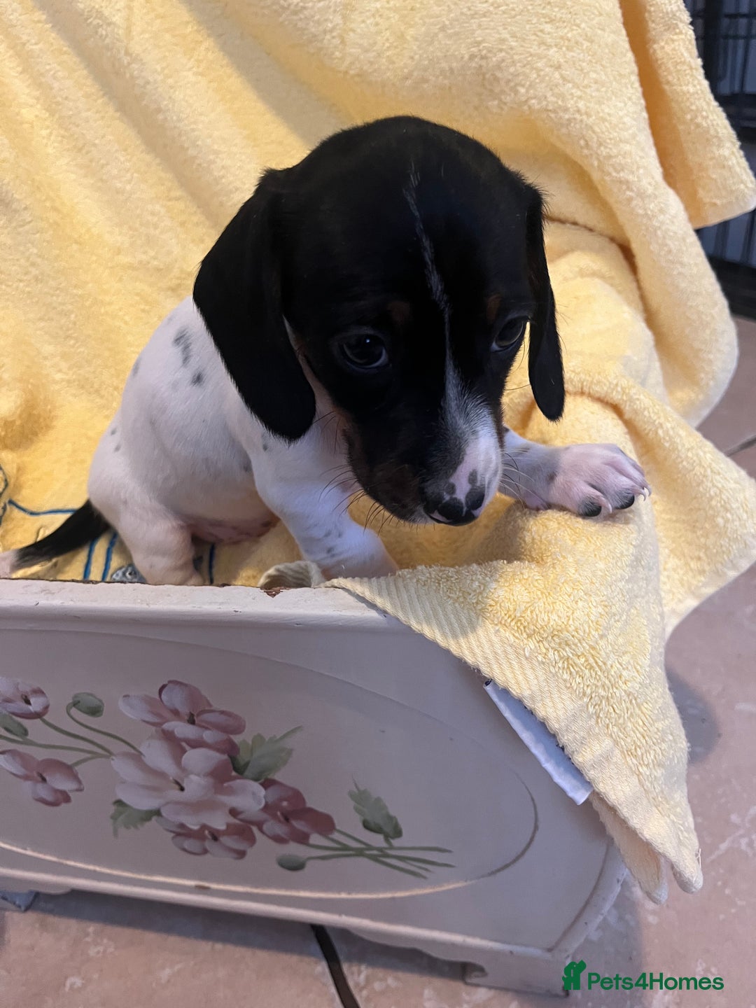 Dachshund dogs for sale: Beautiful dachshunds puppies  - Image 5