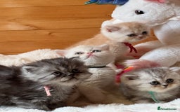 Exotic cats for sale: Superb Exotic Chinchilla kittens - Health tested  - Image 2