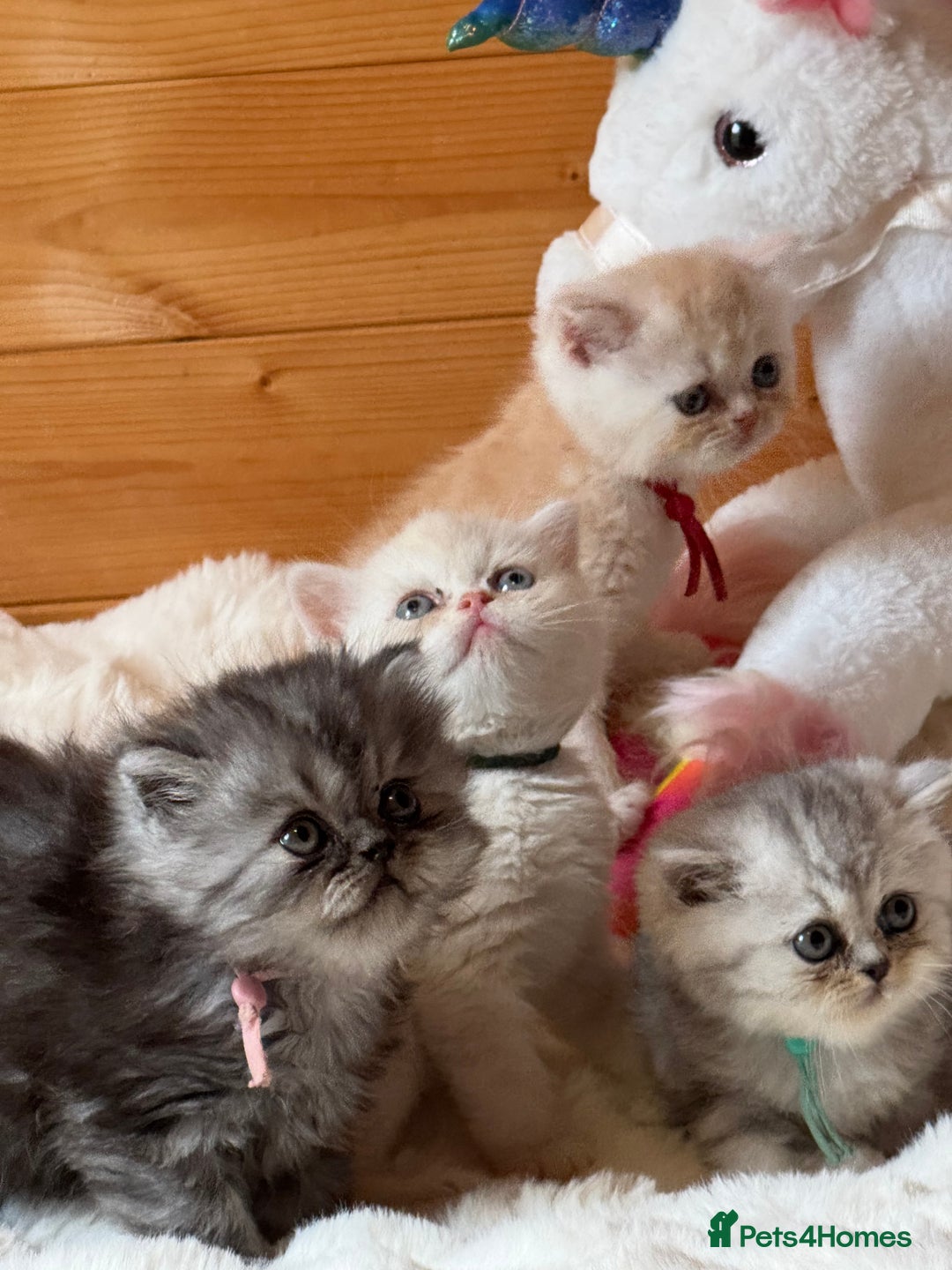 Exotic cats for sale: Superb Exotic Chinchilla kittens - Health tested  - Image 2