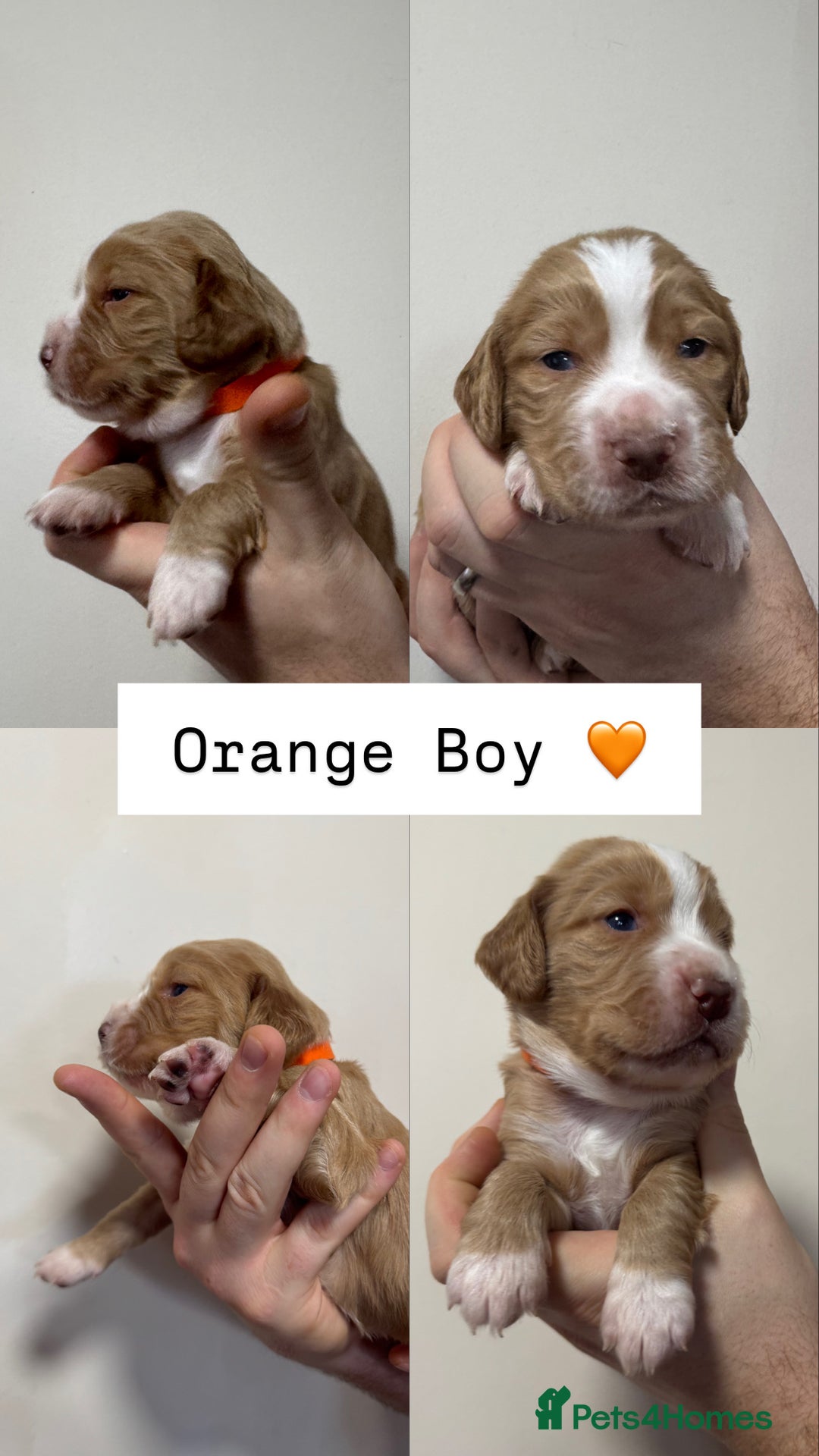 Sprocker dogs for sale: Gorgeous Sprocker Puppies Looking for 5* Homes - Advert 6