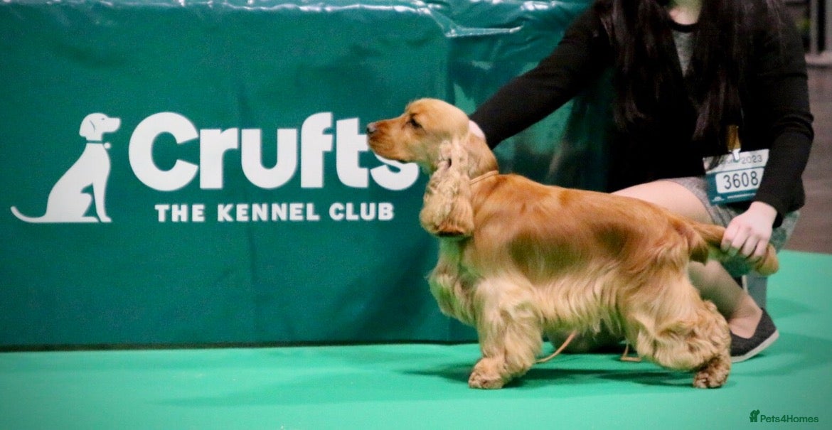 Cocker Spaniel dogs Gorgeous Golden KC Show Cocker for stud - Advert 2