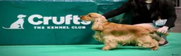 Cocker Spaniel dogs for stud: Gorgeous Golden KC Show Cocker for stud - Advert 1