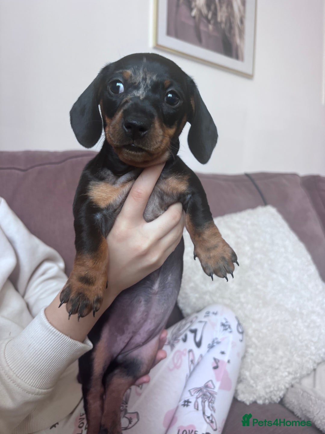 Miniature Dachshund dogs for sale: Kc reg miniature dachshund  - Image 13