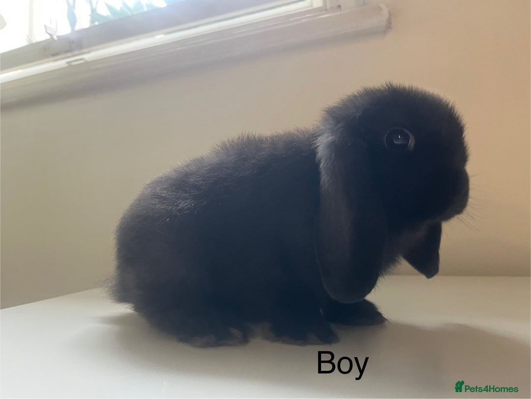 Mini Lop rabbits for sale: Mini lops available  - Advert 30