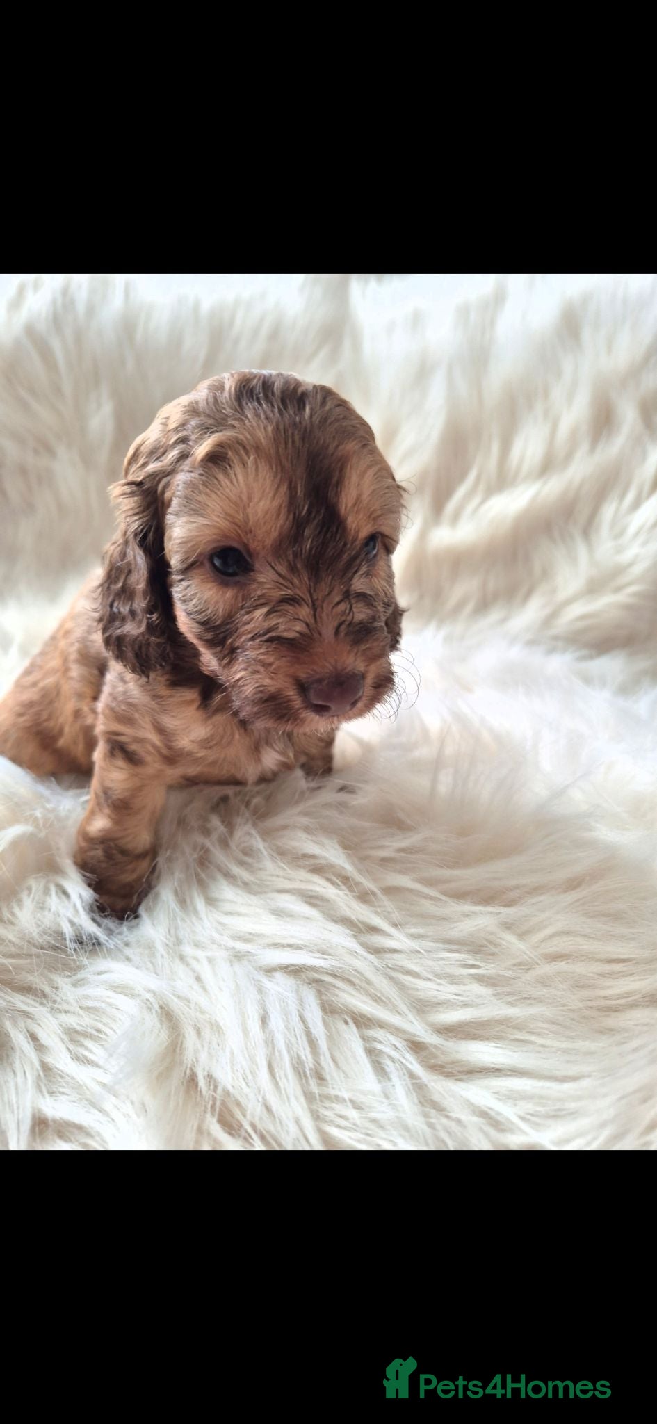 Cockapoo dogs Chocolate/merle cockapoos 3 girls/3 boys  - Advert 1