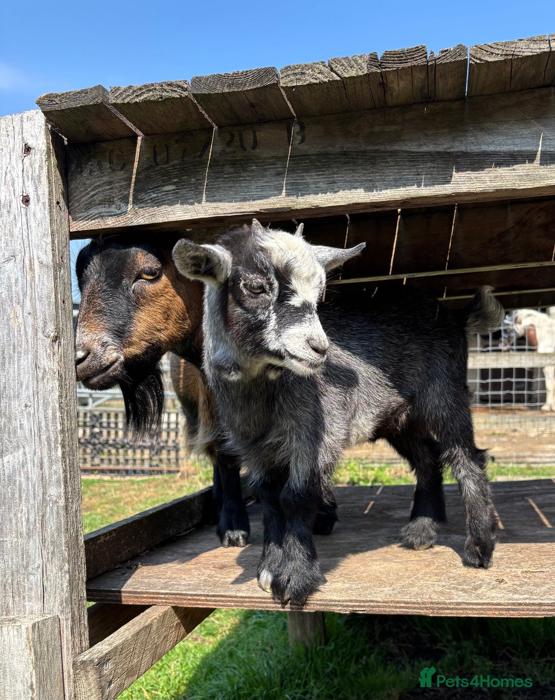 Goats livestock for sale: Three Pygmy goat kids looking for homes  - Image 2
