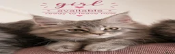 Maine Coon cats for sale: Maine Coon Kittens, Full Pedigree, GCCF 🏆 - Advert 8