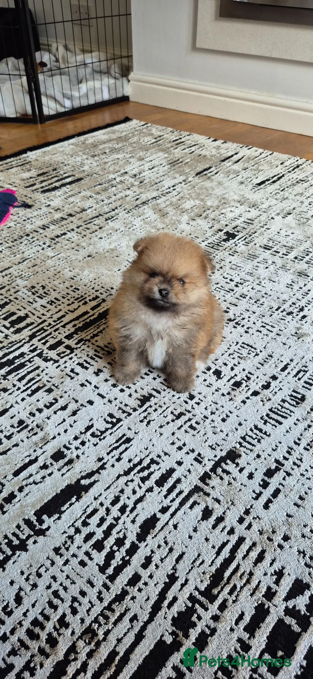 Pomeranian dogs for sale: Vito Pomleone  - Advert 2