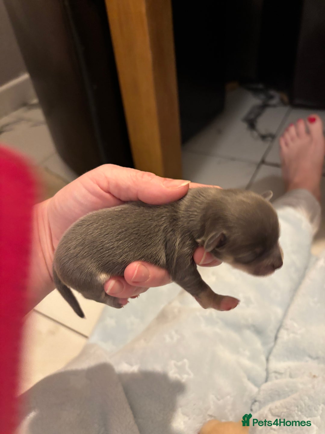 Chihuahua dogs for sale: Long coat chihuahua pups - Image 17
