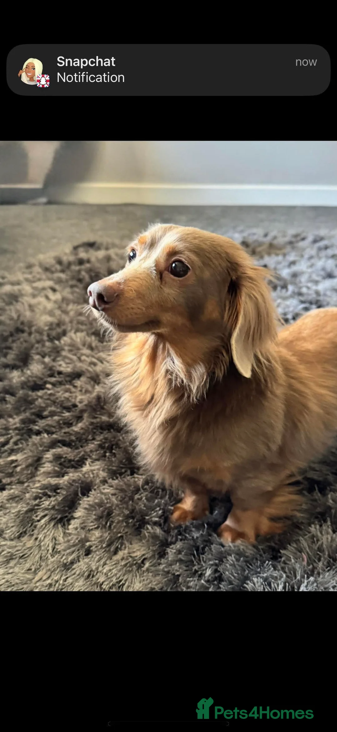 Miniature Dachshund dogs for stud: Super tiny 3.8kg long haired True isabella tan kc - Advert 9