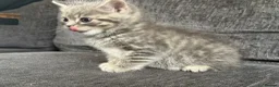 Mixed Breed cats for sale: 🐾 Beautiful British Shorthair Cross Kittens 🐾 - Advert 16
