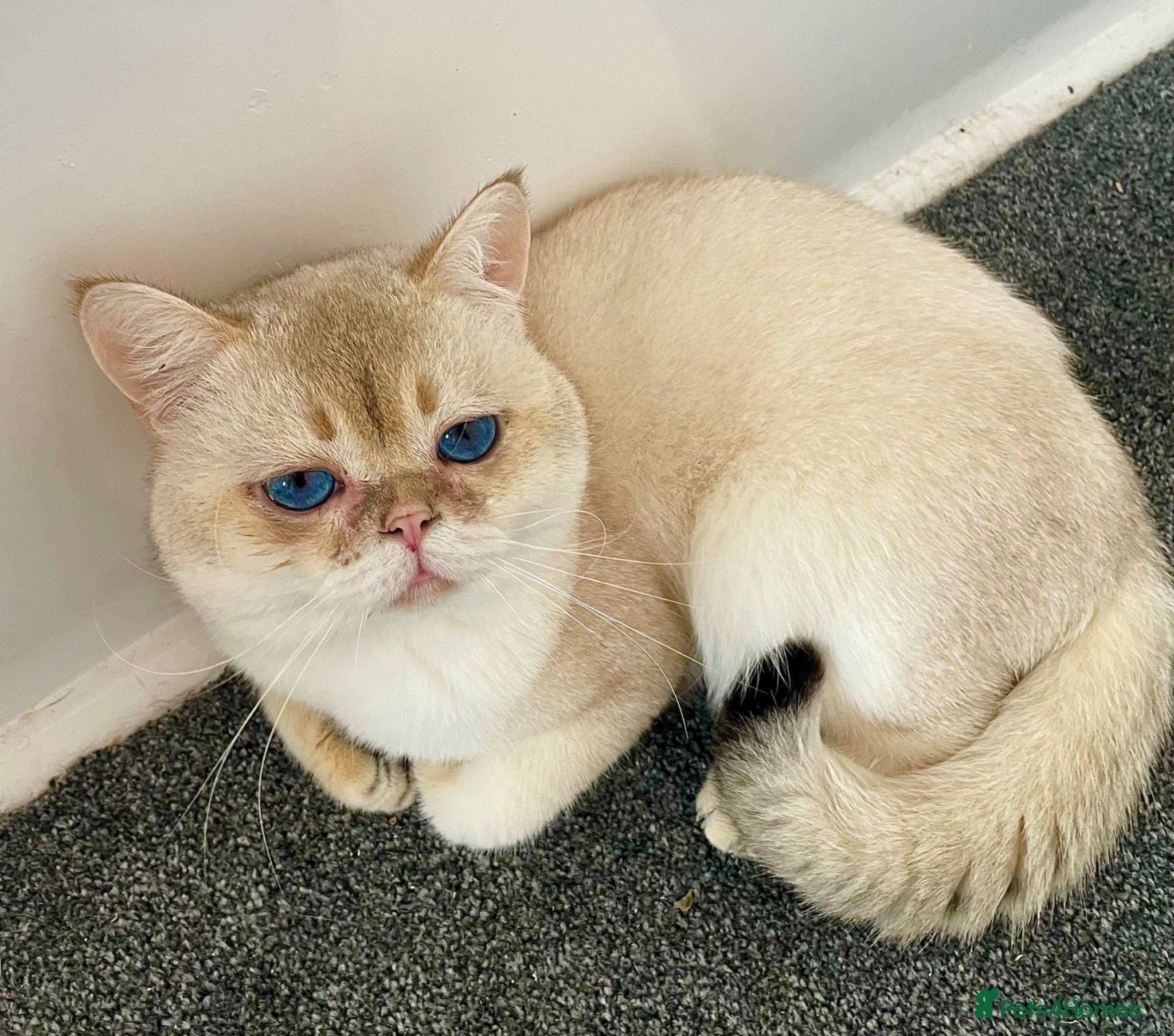 British Shorthair cats Russian imported golden chinchilla ny1133 stud  - Advert 1