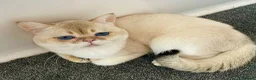 British Shorthair cats for stud: Russian imported golden chinchilla ny1133 stud  - Advert 1