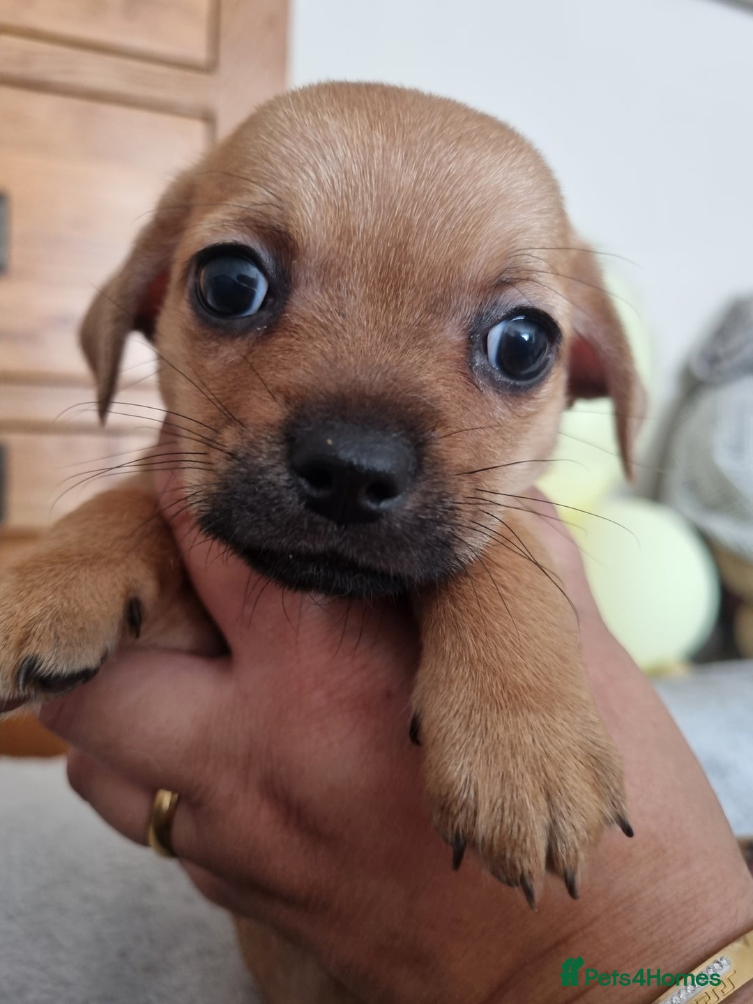 Mixed Breed dogs for sale: Chihuahua x jack russell puppies  - Image 4