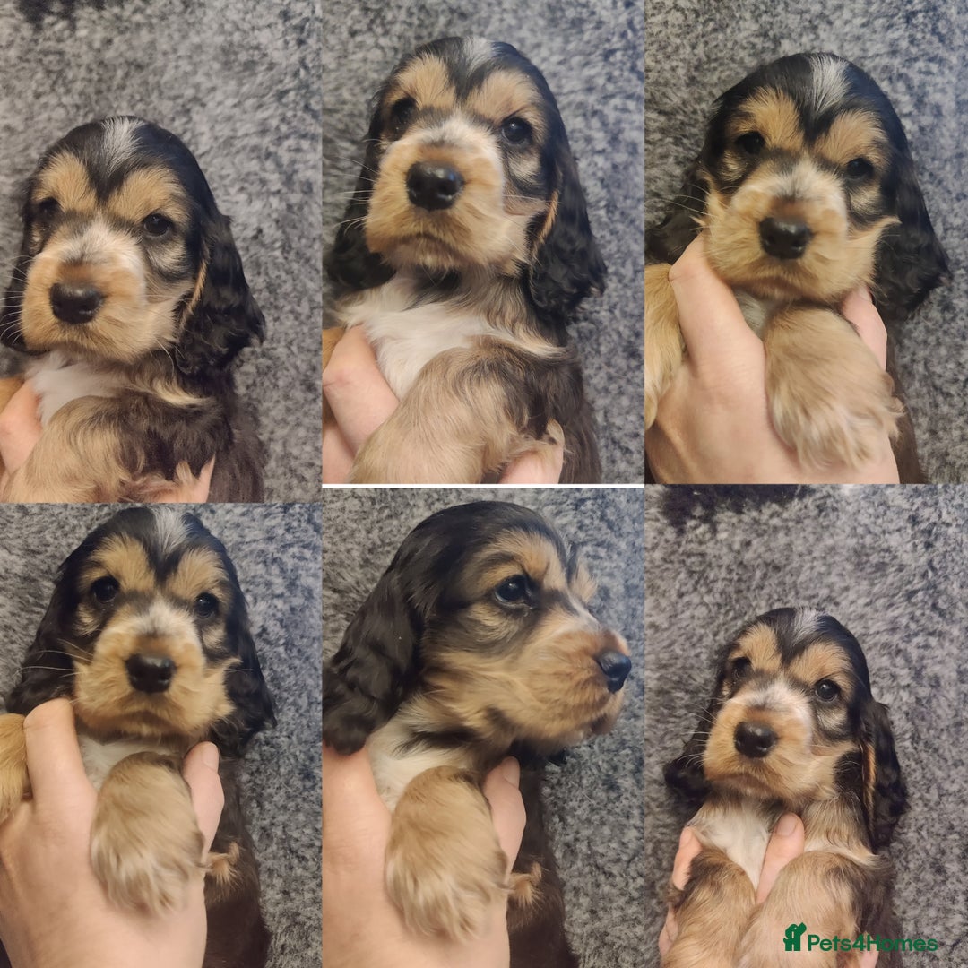 Cocker Spaniel dogs for sale: KC Registered Show Type Cocker Spaniel  - Advert 16