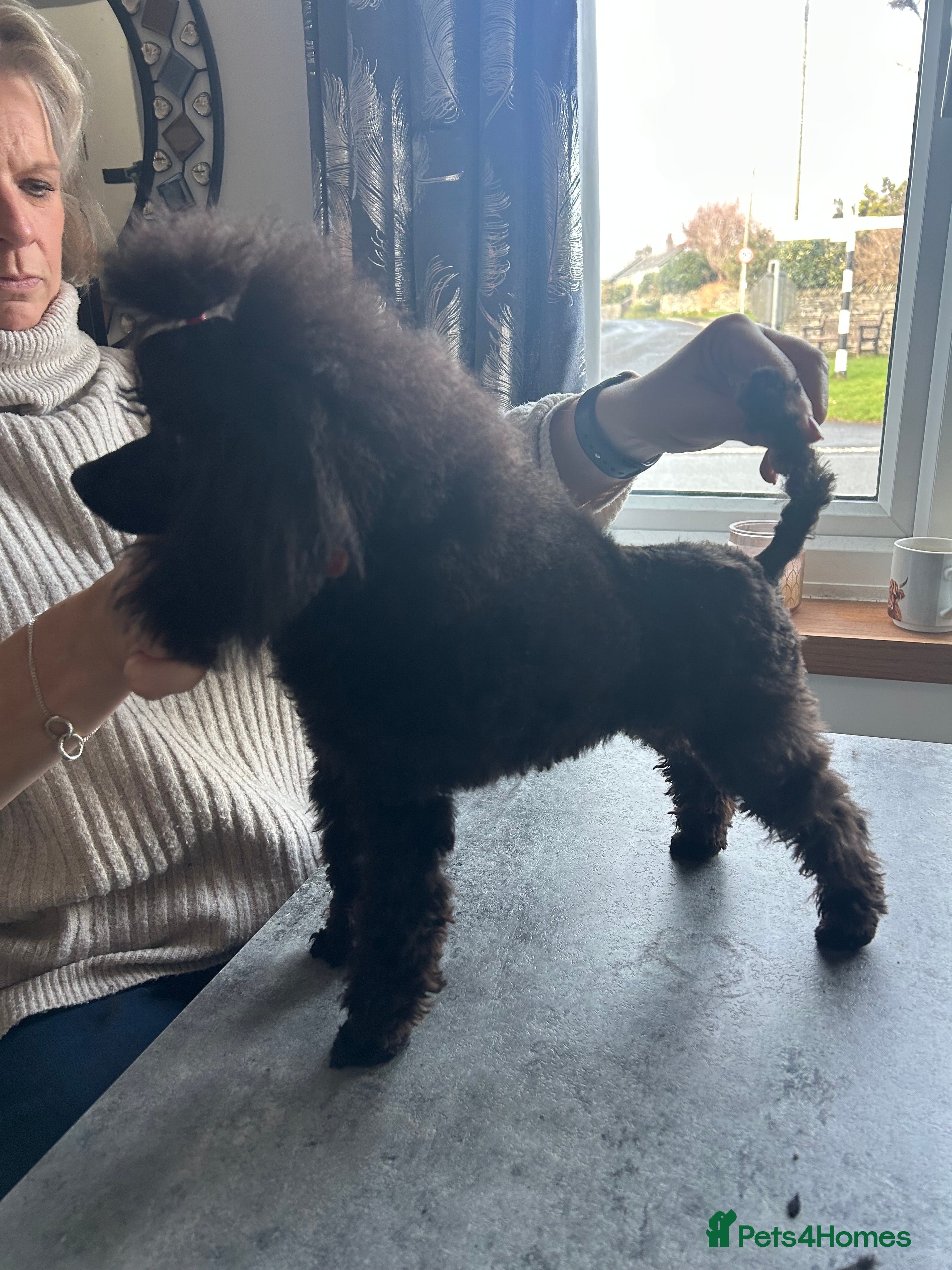 Toy Poodle dogs Toy poodle girl - Advert 2