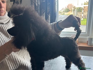 Toy Poodle dogs Toy poodle girl - Advert 2