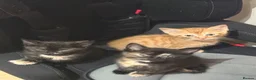 Mixed Breed cats for sale: Cute fuzzy kitten(LAST FEMALE TORTOISESHELL LEFT) - Advert 4